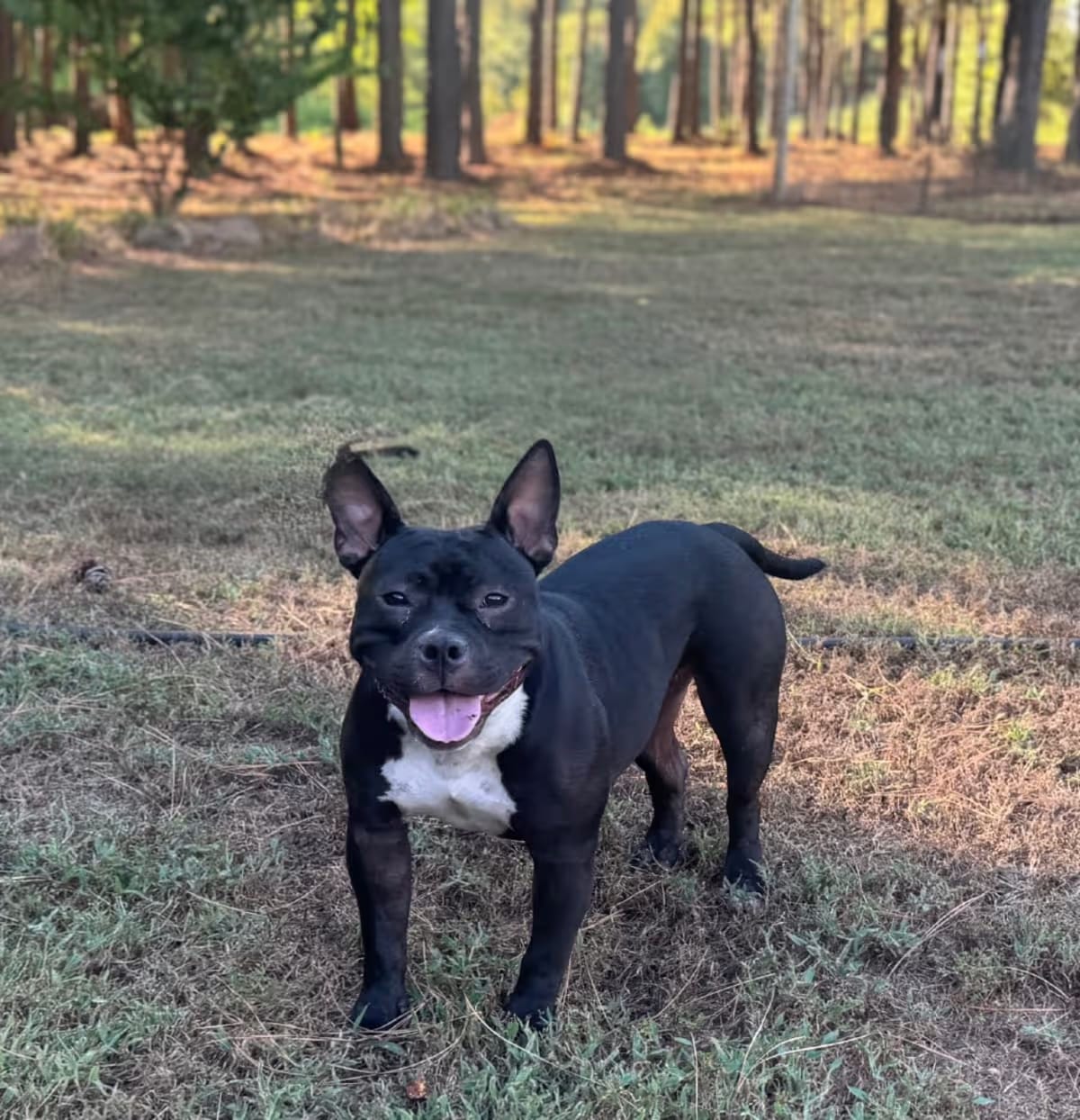 Photo of Blackberry, adoptable American Pit Bull Terrier/French Bulldog in East Hartford, Connecticut