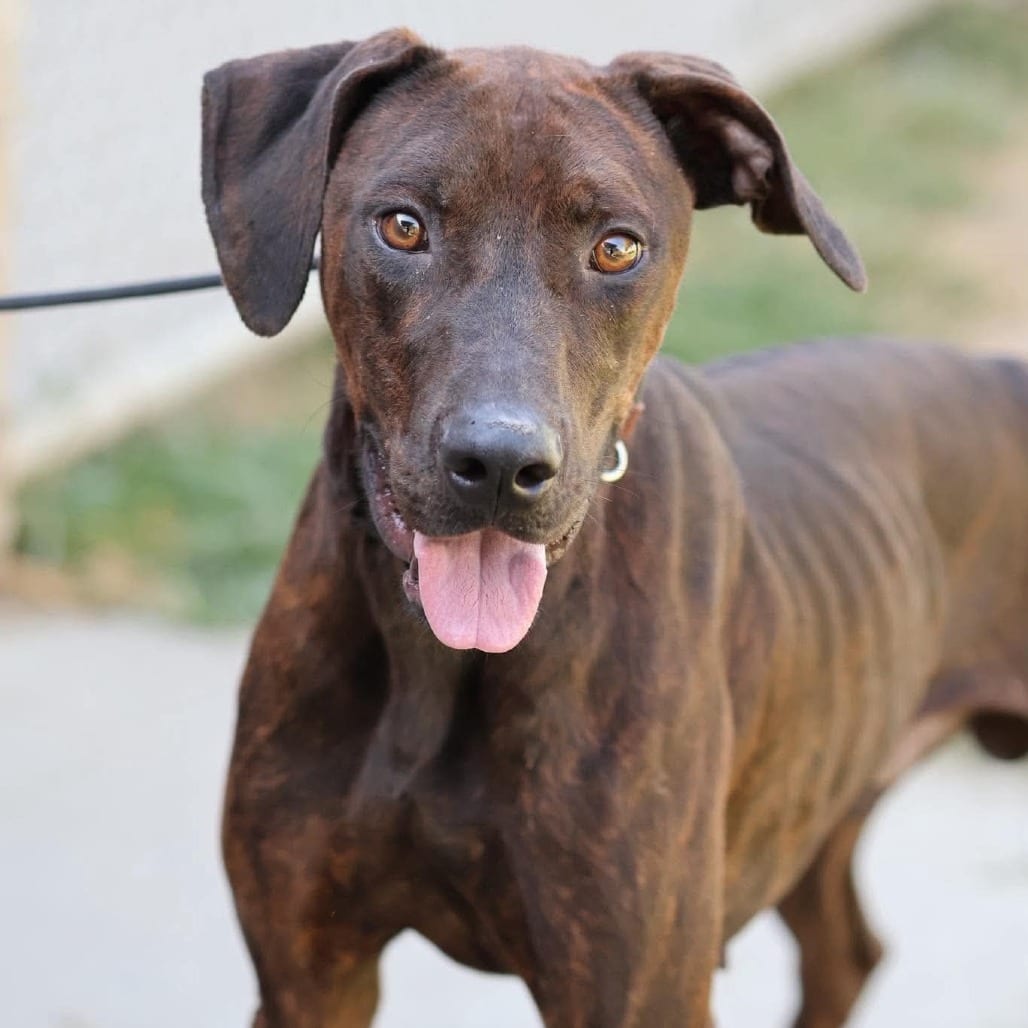 Photo of Hunter, adoptable Mixed Breed (Large) in San Francisco, California