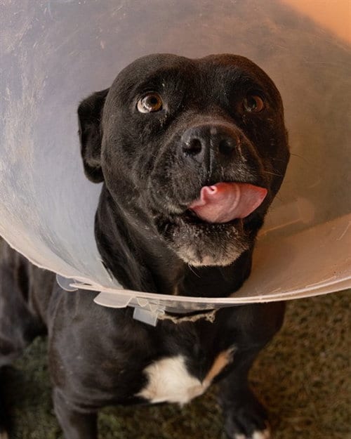 Photo of Raul, adoptable Pit Bull Terrier in Miami, Florida