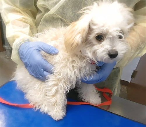 Photo of Perdita, adoptable Poodle (Toy) in Phoenix, Arizona