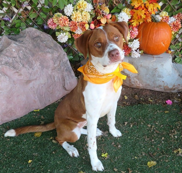 Photo of Peach, adoptable Hound mix in Oklahoma City, Oklahoma