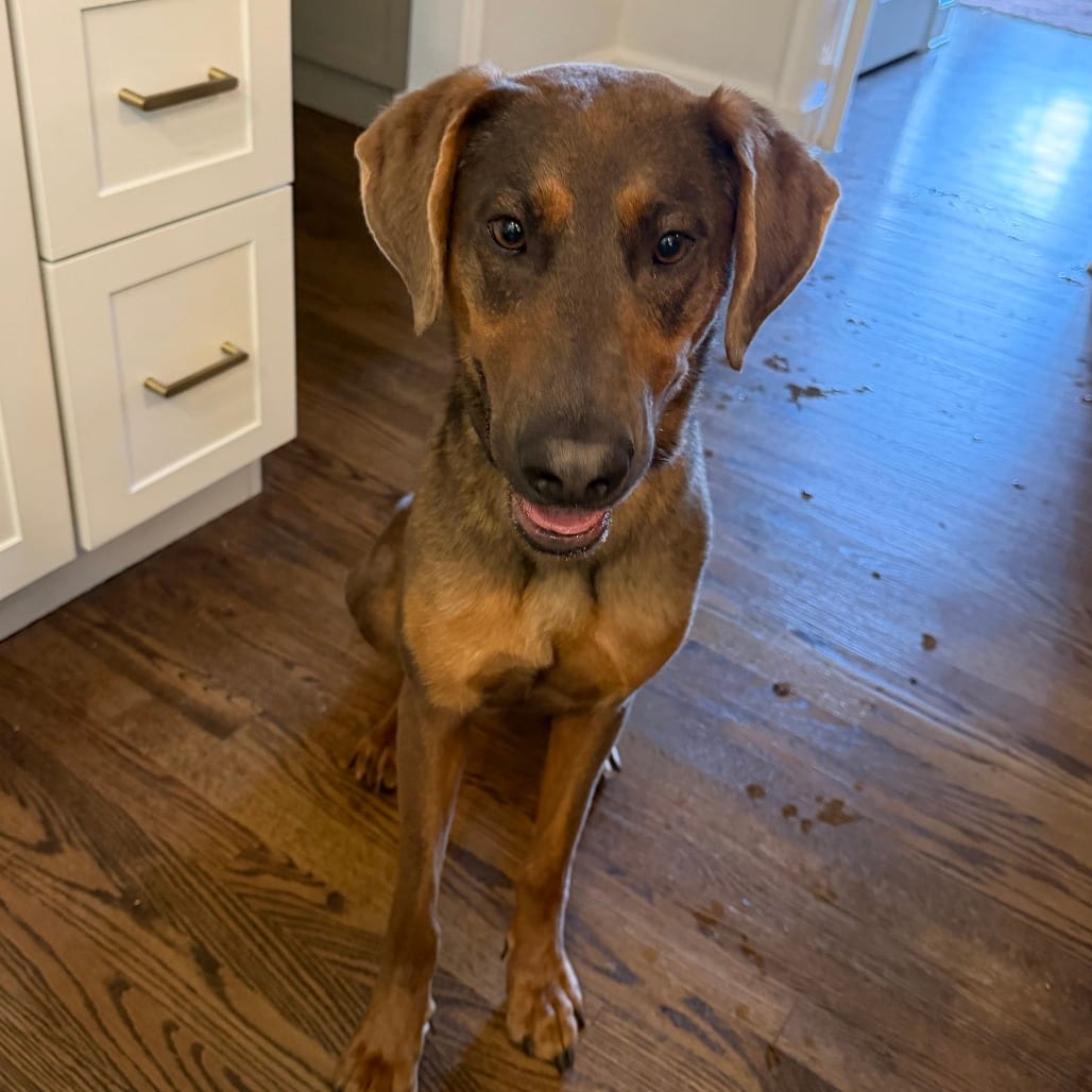 Photo of Rue, adoptable Mixed Breed (Medium) in Fairfax Station, Virginia