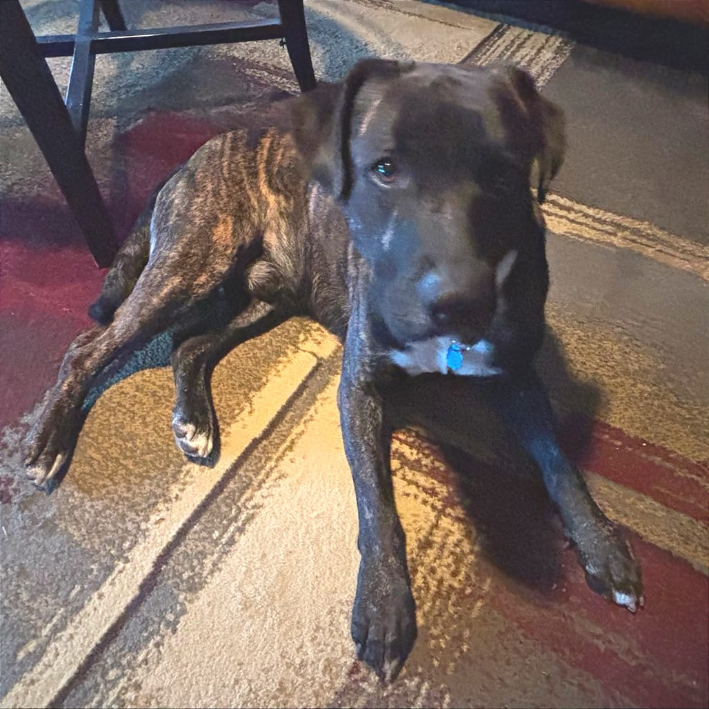 Photo of Pachi, adoptable Mixed Breed (Large) in Chattanooga, Tennessee