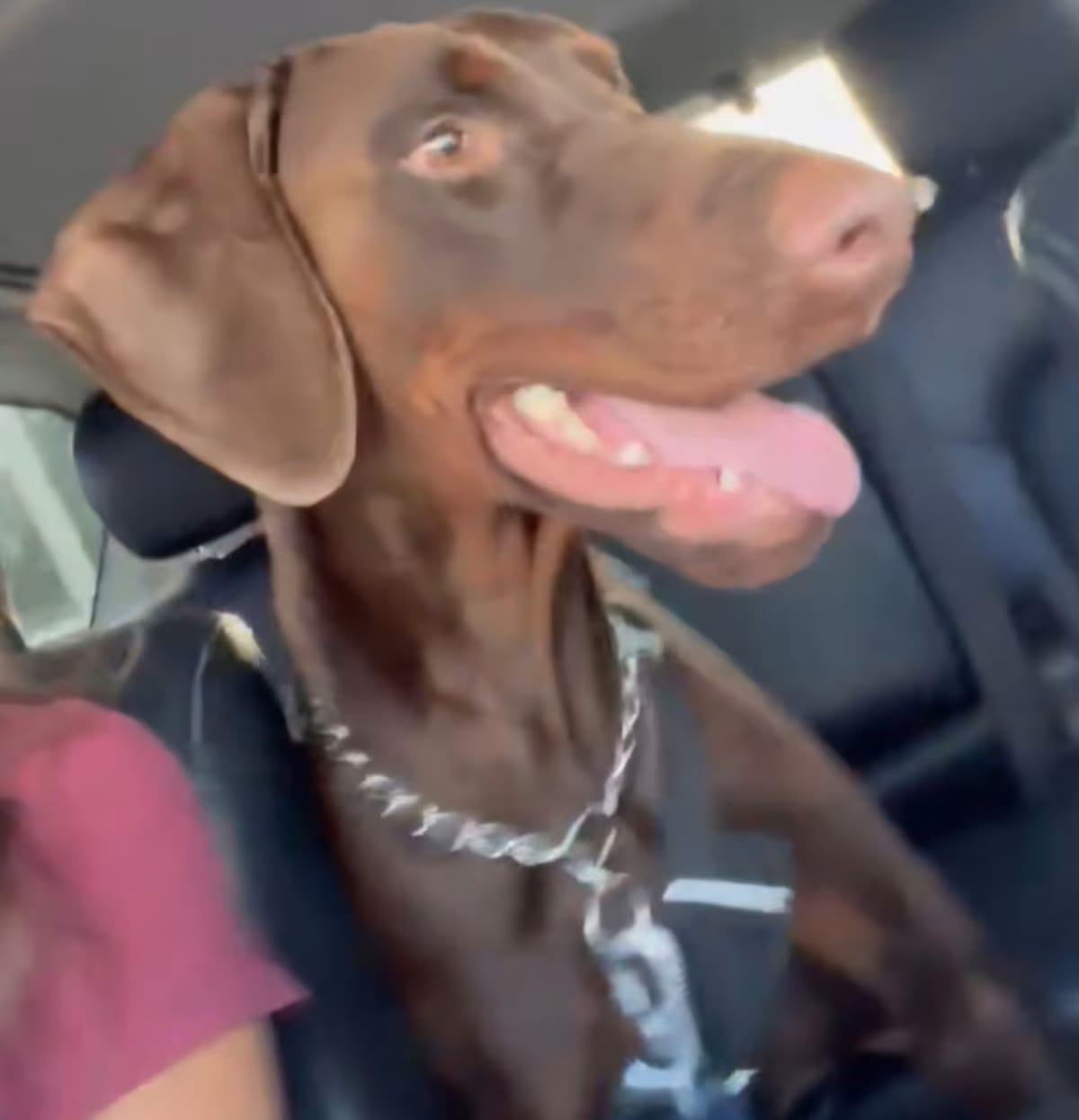 Photo of Bruce, adoptable Doberman Pinscher in Lloyd, Florida