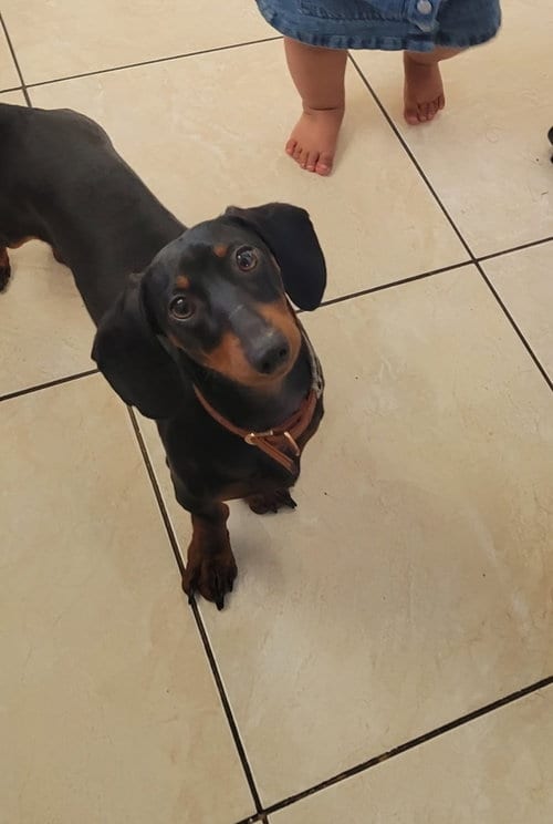Photo of Hamilton - Logan UT, adoptable Dachshund in Los Angeles, California