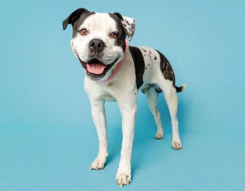 Photo of Bruce, adoptable Unknown breed in Durham, North Carolina