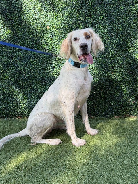 Photo of Speckle, adoptable English Springer Spaniel in Naples, Florida