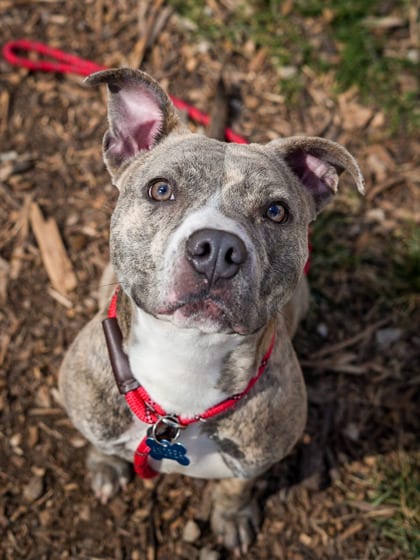 Photo of Lunette, adoptable dog in Chamblee, Georgia