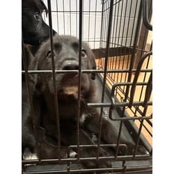 Photo of L, adoptable Mixed Breed (Medium) in Baton Rouge, Louisiana