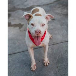 Photo of Jason, adoptable Terrier (Unknown Type, Medium) in Doral, Florida