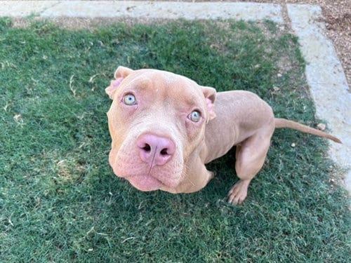 Photo of Tilly, adoptable Pit Bull Terrier in Plano, Texas
