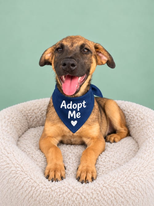 Photo of Rob AS, adoptable German Shepherd Dog in Inglewood, California