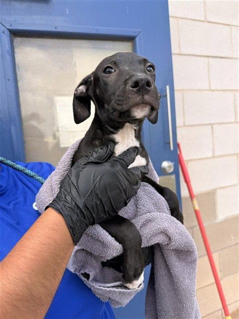 Photo of Snickers, adoptable American Pit Bull Terrier in Corpus Christi, Texas