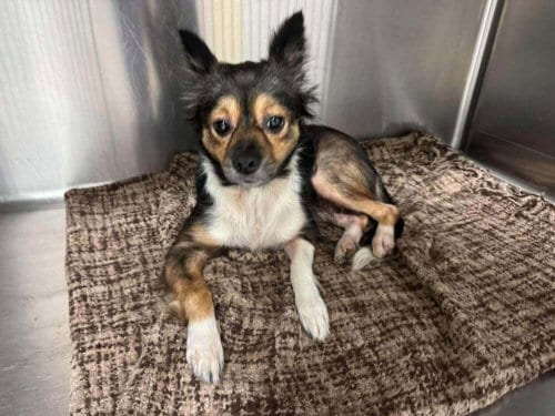 Photo of Millie (AL), adoptable Chihuahua in New York, New York