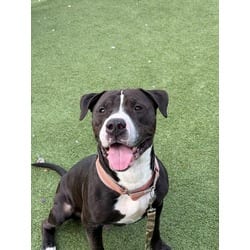Photo of Silas, adoptable Terrier (Unknown Type, Medium) in Wantagh, New York