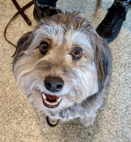 Photo of Benji, adoptable Australian Shepherd in St. Louis Park, Minnesota