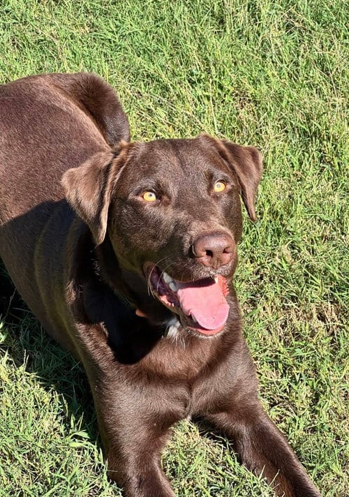 Photo of Apollo, adoptable Labrador Retriever in Greenville, South Carolina
