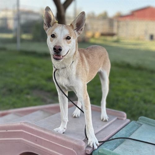 Photo of Beau, adoptable Siberian Husky in Modesto, California