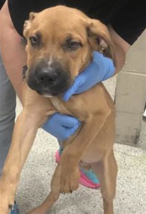 Photo of Popeye, adoptable American Pit Bull Terrier in Conroe, Texas