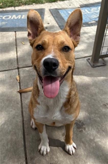 Photo of Mitzy, adoptable Australian Cattle Dog/Blue Heeler in Lodi, California