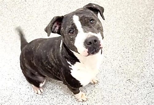 Photo of Eureka, adoptable American Pit Bull Terrier in Houston, Texas