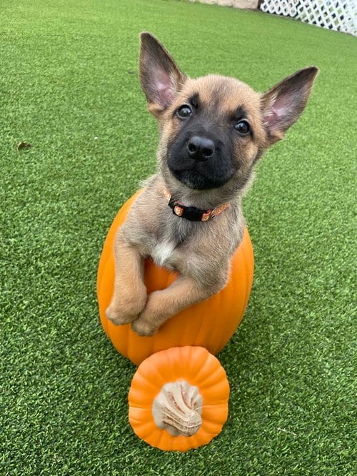 Photo of Hallowed Harvest - Howden - Located in Florida, adoptable Belgian Shepherd Malinois in Imlay City, Michigan
