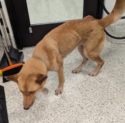 Photo of Leelah, adoptable dog in Atlanta, Georgia