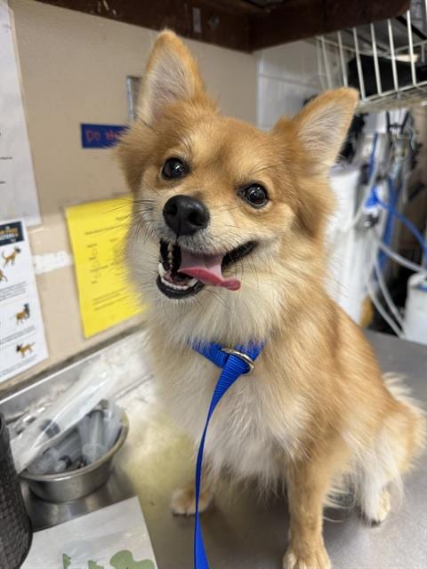 Photo of A275417, adoptable Chihuahua in Chula Vista, California