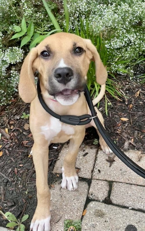 Photo of Sunshyne, adoptable Hound in Hillside, Illinois