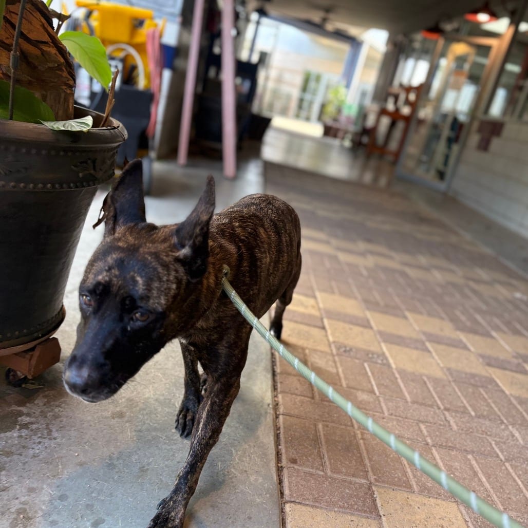 Photo of Nix, adoptable Shepherd, Dutch / Mix in Houston, Texas