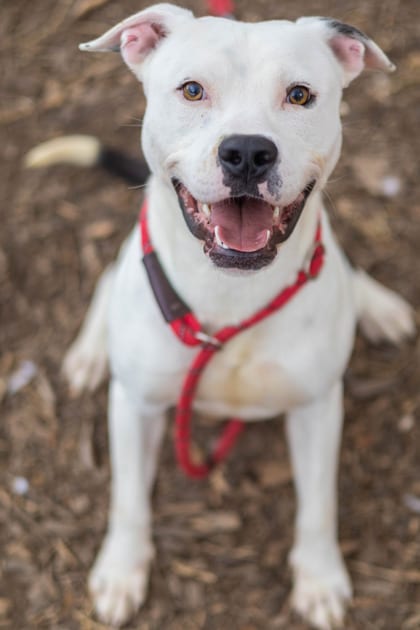 Photo of Joomble, adoptable dog in Chamblee, Georgia