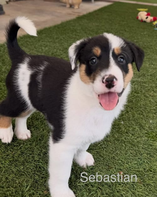 Photo of Sebastian, adoptable Jack Russell Terrier in Cave Creek, Arizona