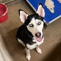 Photo of Millie, adoptable Husky in Stephenville, Texas