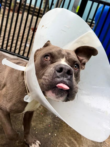 Photo of Judge Mathis, adoptable Terrier in New Orleans, Louisiana