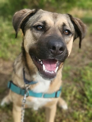 Photo of Zuko, adoptable Retriever, Labrador/Shepherd in Annapolis, Maryland