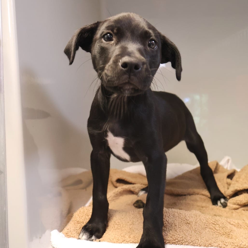 Photo of Kairi, adoptable Mixed Breed (Medium) in St. Charles, Missouri