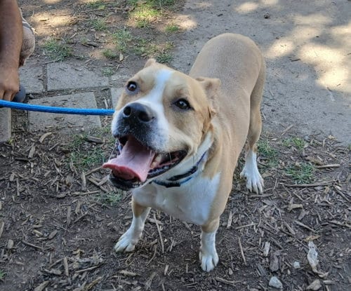Photo of Carson, adoptable Pit Bull Terrier in Martinsburg, West Virginia