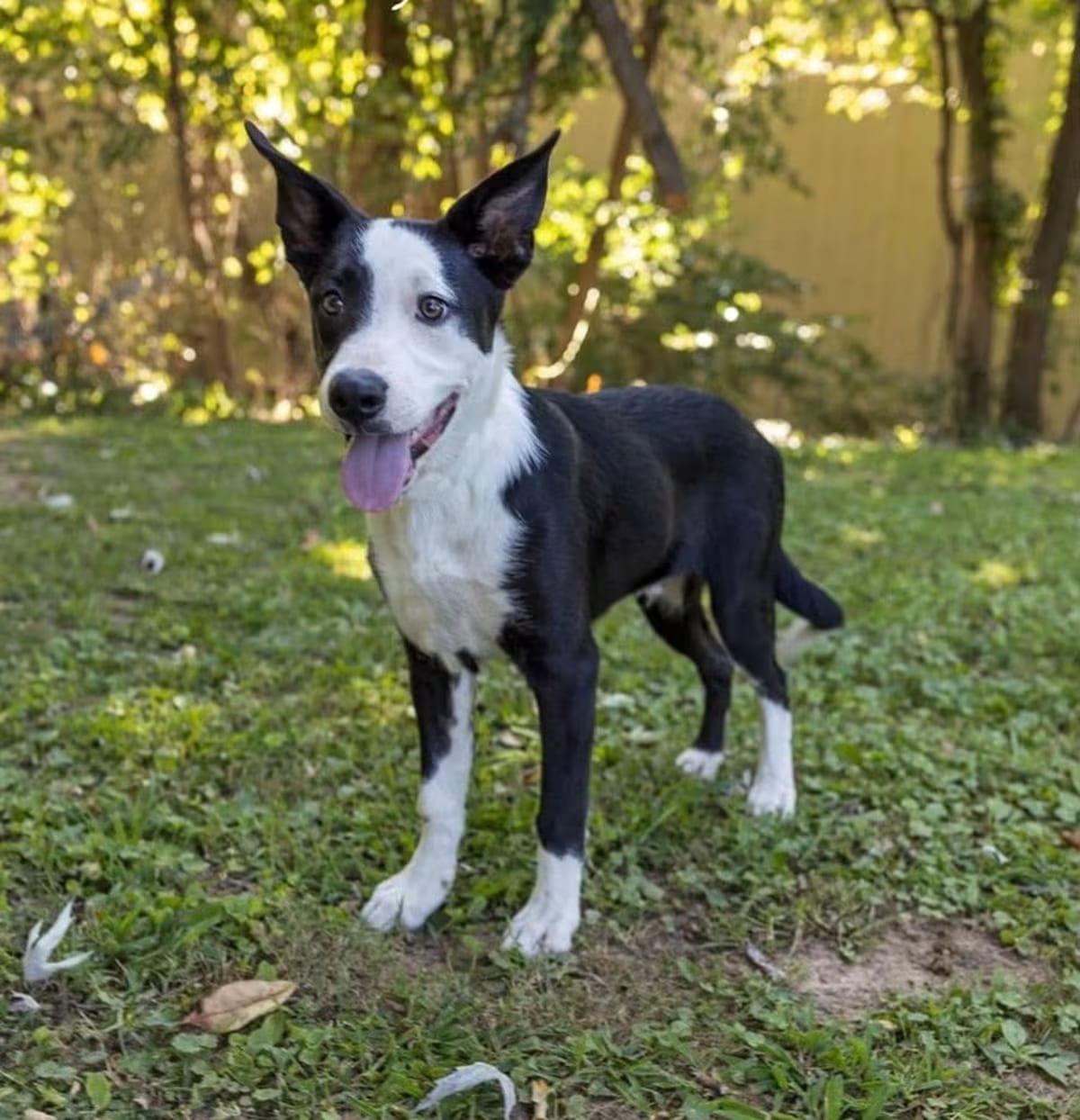 Photo of Fonzie, adoptable Border Collie in Bristol, Connecticut