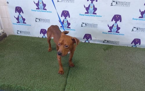 Photo of Bones, adoptable Pit Bull Terrier in Orlando, Florida
