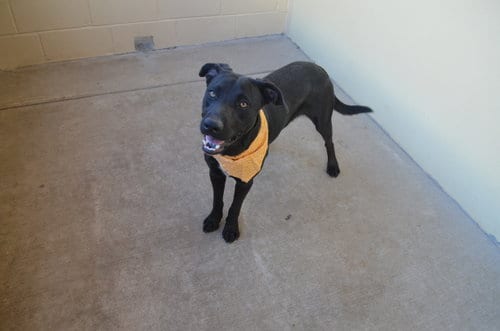 Photo of Chucky, adoptable Labrador Retriever in McKinney, Texas
