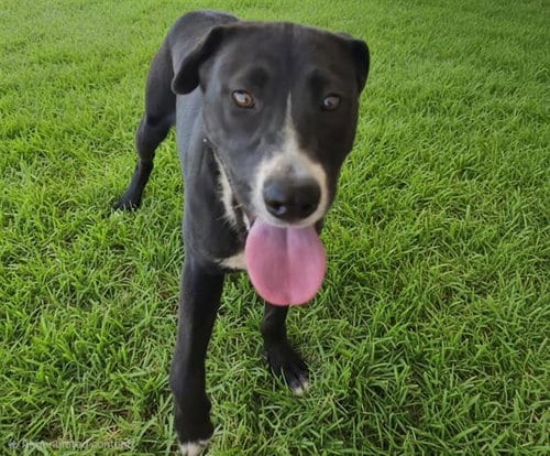 Photo of Missy, adoptable Pit Bull Terrier in Albuquerque, New Mexico
