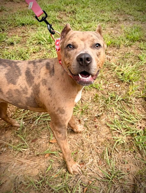Photo of Rosie, adoptable American Pit Bull Terrier in Georgetown, Kentucky