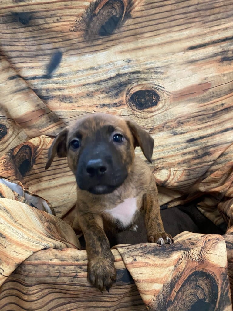 Photo of Larry, adoptable Mixed Breed in Minot, North Dakota