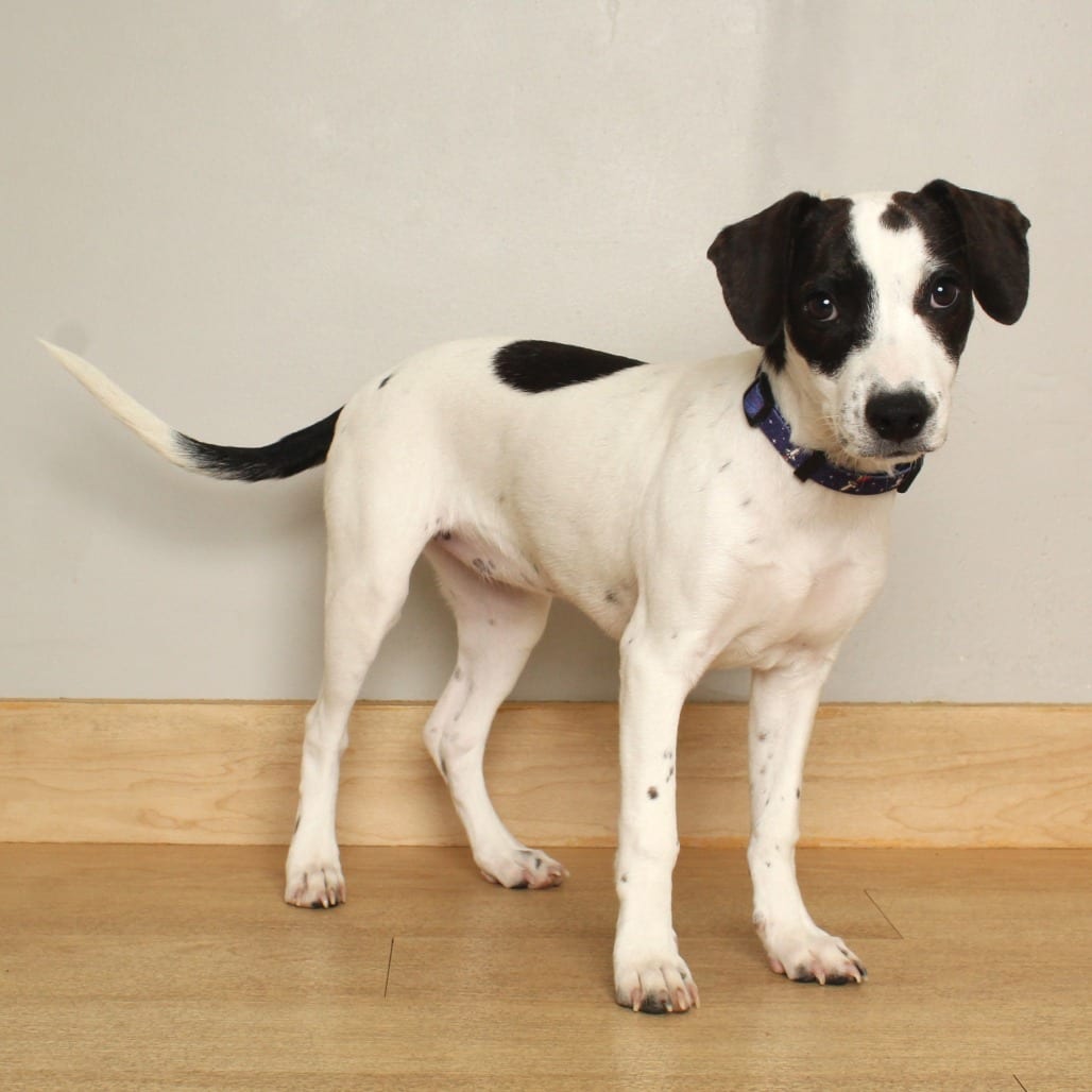 Photo of Abby D71427, adoptable Dachshund / Terrier in Minnesota, Minnesota