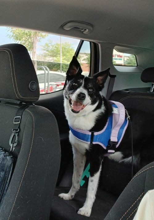 Photo of Poppy Seed, adoptable Border Collie in Highland, Illinois