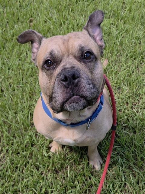 Photo of Levi, adoptable American Staffordshire Terrier in Fort Lauderdale, Florida