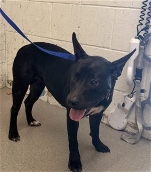 Photo of Penelope, adoptable Pit Bull Terrier in San Bernardino, California
