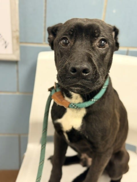 Photo of Charcoal, adoptable Labrador Retriever and American Pit Bull Terrier in Chicago, Illinois