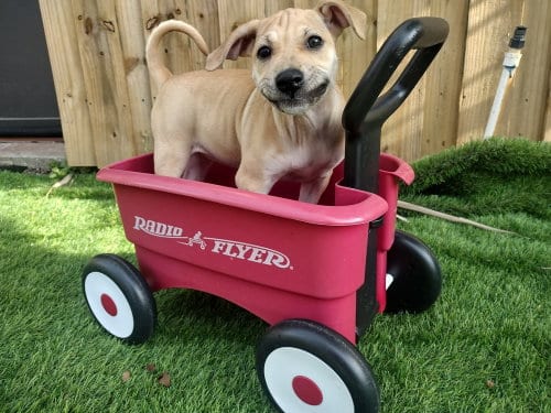 Photo of Shauni, adoptable Labrador Retriever in oakland, Florida