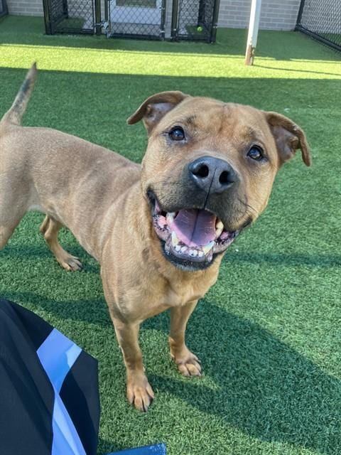 Photo of Bruno, adoptable Mixed Breed